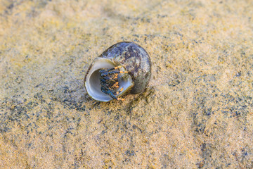 Hermit Crab in a screw shell