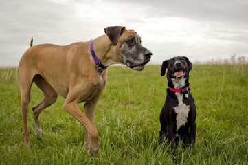 Two silly dogs in grassy field