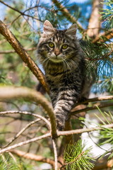 Naklejka na ściany i meble Kitten climbing the tree branches