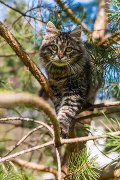 Kitten climbing the tree branches