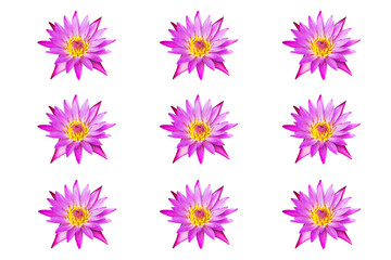 Fototapeta na wymiar collection pink water lily isolated on white background