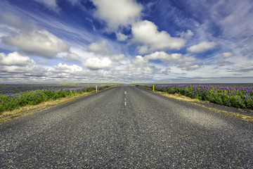 Lavenda flowers by emopty asphalt road in South Iceland