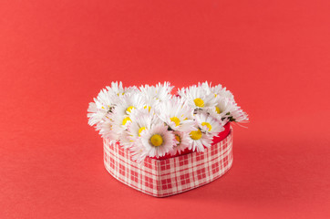 Heart of daisies