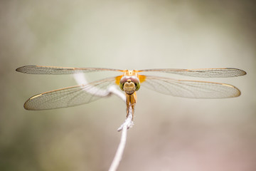 Dragonfly