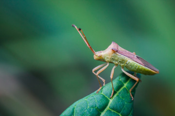 insect Macro