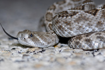 Western Diamondback Rattlesnake