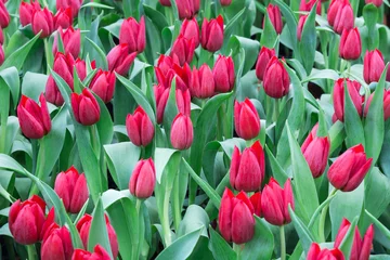 Printed roller blinds Tulip tulip field