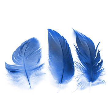 bird feathers ioslated