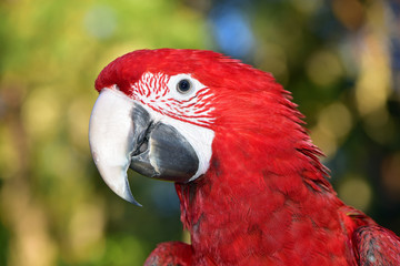 Green Wing Macaw isolated on white
