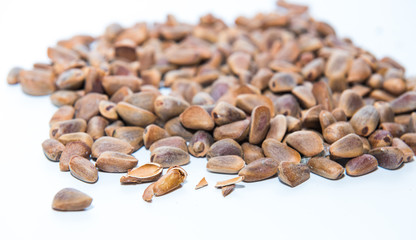 Far Eastern Cedar Cone and Seeds