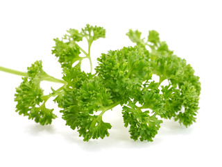 Fototapeta premium green leaves of parsley isolated on white background