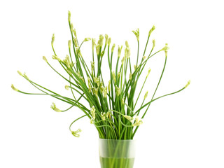 Garlic chives flower in the white background..