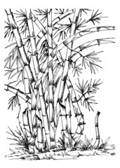 Bamboo's drawing