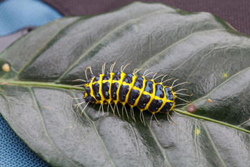 Caterpillars on leaves