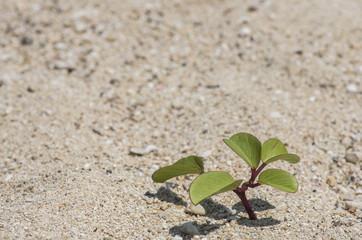 砂浜に生える植物