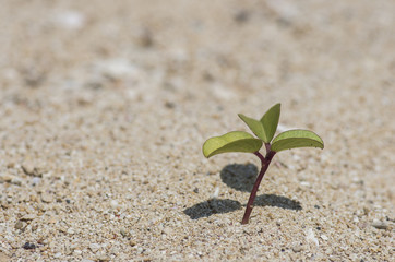 砂浜に生える植物