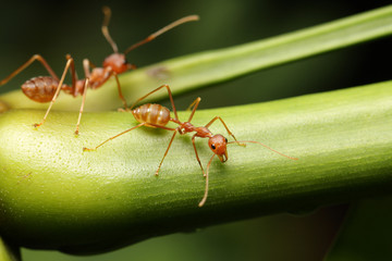 Ants walk on twigs in the garden of Thailand.