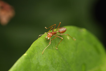 Ants walk on leaf in the garden of Thailand.