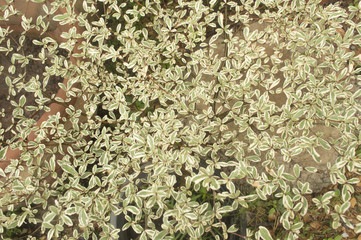 Beautiful Branches and leaves of background & texture of Termina