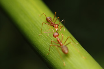 Fototapeta premium Ants walk on twigs in the garden of Thailand.