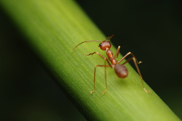 Ant walk on twigs in the garden of Thailand.