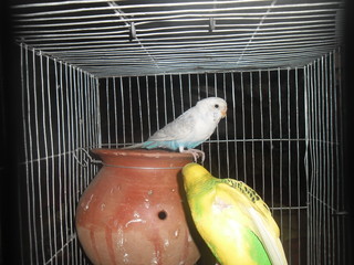 Budgerigars in cage
