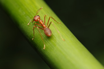 Ant walk on twigs in the garden of Thailand.