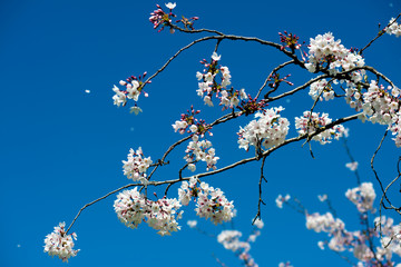 jasmine branch with flowers and petals