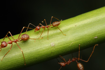 Ants walk on twigs in the garden of Thailand.