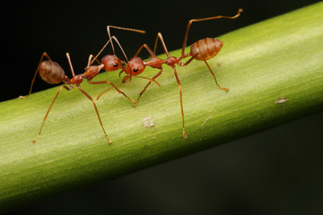 Ants walk on twigs in the garden of Thailand.