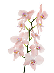 Obraz na płótnie Canvas isolated fine light pink orchids isolated branch