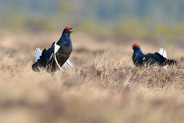 Black grouse game
