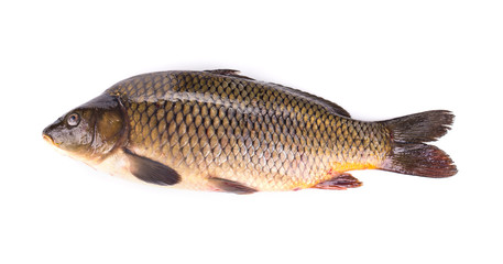 Close up of carp fish.