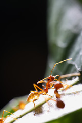 Ants walk on leaf in the garden of Thailand.