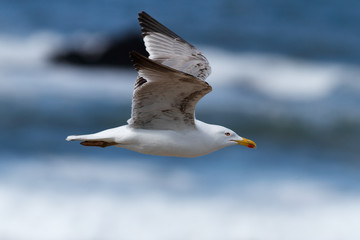Seagull in flight