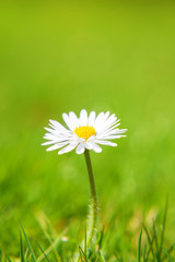 Fine grown daisy flower on green meadow