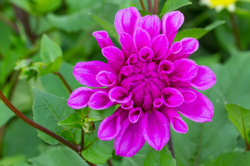 Beautiful Pink Dahlia flower in the garden