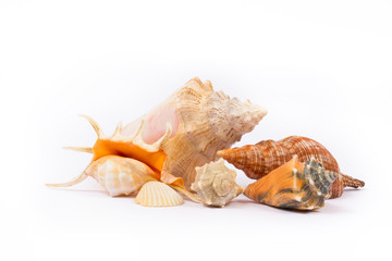 Isolated seashell on white background