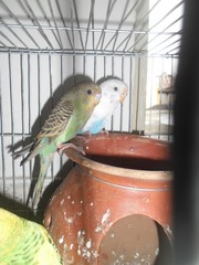 Budgerigars in cage