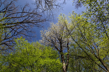 Tops of trees against the blue sky as a background.