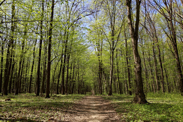 Green deciduous forest on a sunny day.