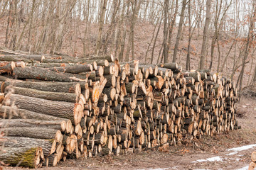 Big pile of wood in the forest