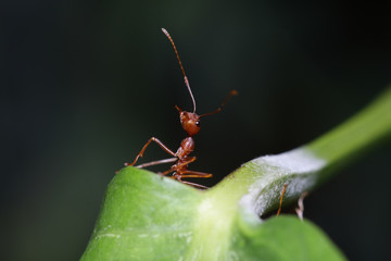 Ant walk on leaf in the garden of Thailand.