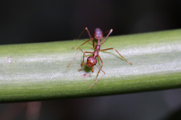 Red ants on the Leaf