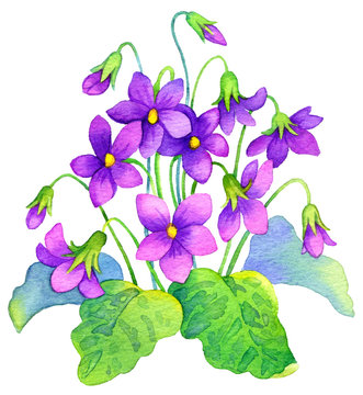 Watercolor painting. Delicate flowers bush forest violet