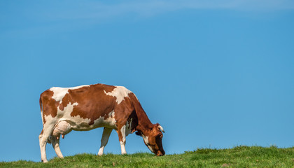 Fototapeta na wymiar Grass Fed Cow