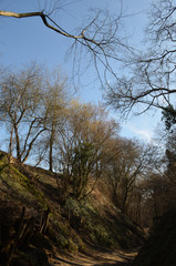 Fototapeta na wymiar Holloway lined by beech trees in Huldenberg, Vlaams-Brabant