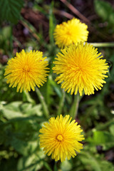 Dandelions on a background of flowers and green grass.