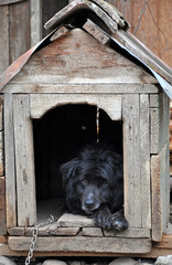 Dog in the dog house