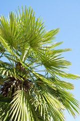 Palm Tree and clear sky